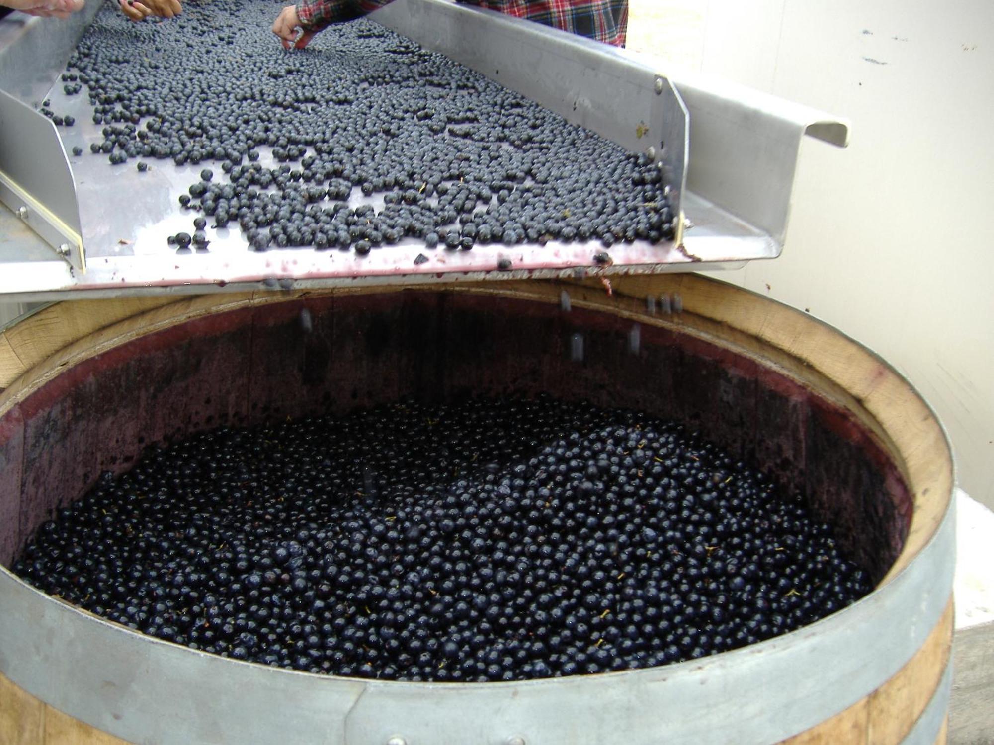 Villemoustaussou O'Vineyards B&B Carcassonne المظهر الخارجي الصورة