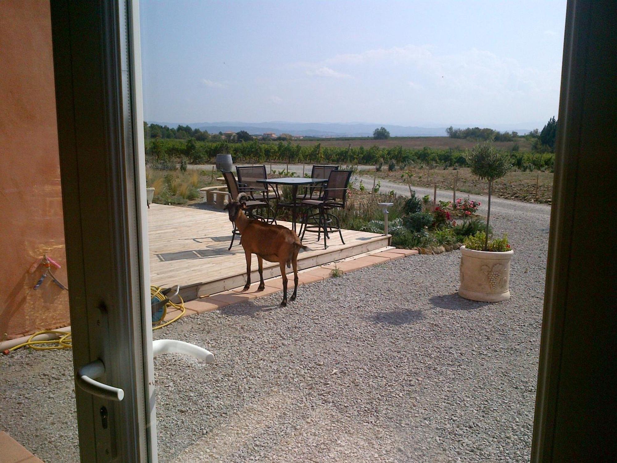 Villemoustaussou O'Vineyards B&B Carcassonne المظهر الخارجي الصورة