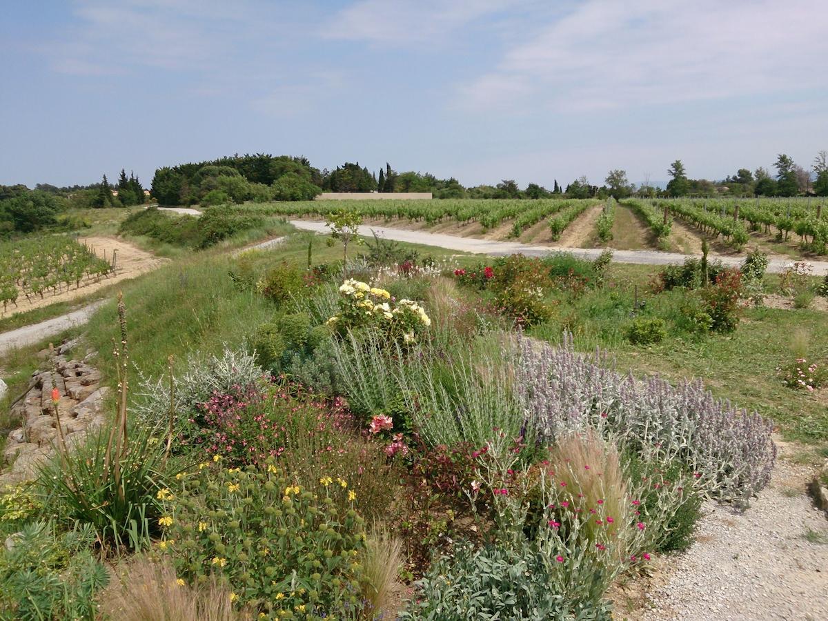 Villemoustaussou O'Vineyards B&B Carcassonne الغرفة الصورة