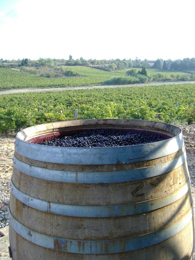 Villemoustaussou O'Vineyards B&B Carcassonne الغرفة الصورة