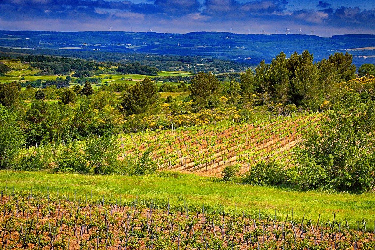 Villemoustaussou O'Vineyards B&B Carcassonne المظهر الخارجي الصورة